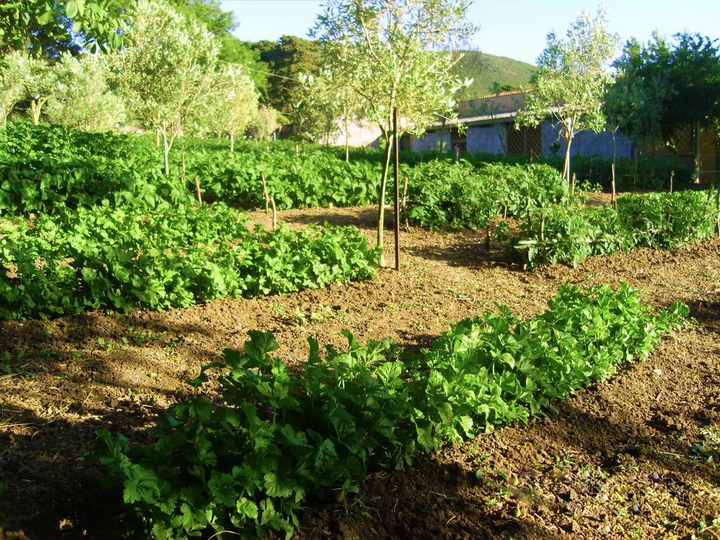 فيلا Agriturismo Satanca أربوس المظهر الخارجي الصورة