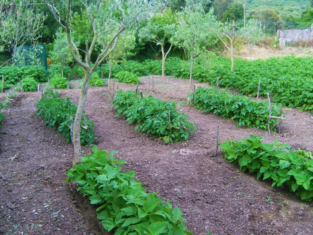 فيلا Agriturismo Satanca أربوس المظهر الخارجي الصورة